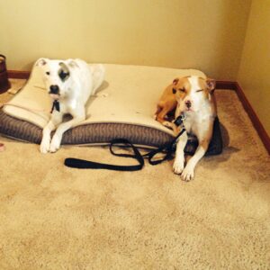 Dog Training Virginia Beach Blog on Sibling Aggression